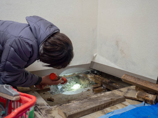 Best Water Damage & Mold Remediation  in Seminole, FL