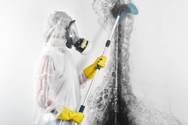 Best HVAC Mold Inspection and Cleaning  in Seminole, FL