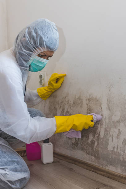 Best Mold Prevention Services  in Seminole, FL