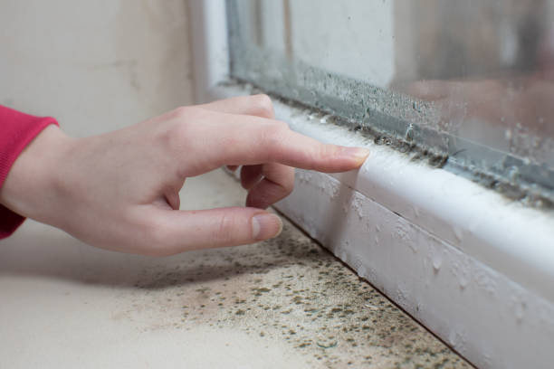 Best Commercial Mold Inspection  in Seminole, FL